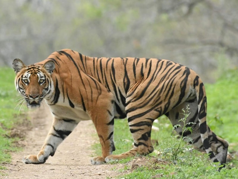 बाघ हेर्न निकुञ्जमा पर्यटकको घुइँचो